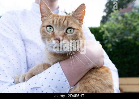 Un chat tabby rouge tenu dans les bras d'un homme méconnaissable regardant la caméra Banque D'Images