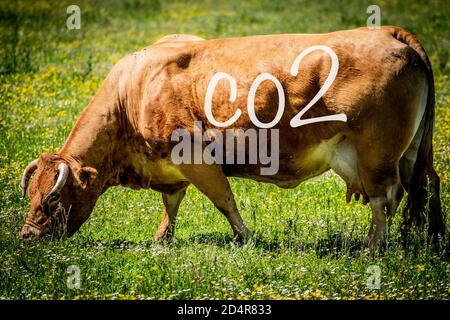 Élimination de la vache et du dioxyde de carbone, image conceptuelle Banque D'Images