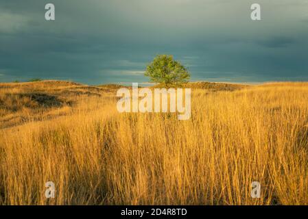 Paysage avec de l'herbe haute en lumière dramatique, Deliflagska pescara, Serbie Banque D'Images