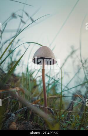 Gros plan vertical d'un seul champignon toxique qui pousse à travers la végétation sauvage. Arrière-plan automnal de Moody, nature fraîcheur avec champignons spéc Banque D'Images