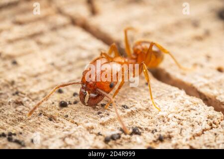 Ant à tête large (Pheidole dentata), ouvrier majeur. Banque D'Images