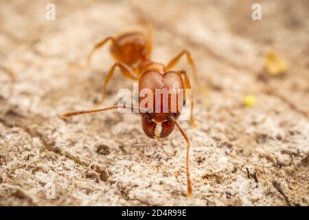 Ant à tête large (Pheidole dentata), ouvrier majeur. Banque D'Images