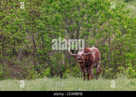 Bétail Longhorn (Bos taurus) Dans la réserve naturelle nationale des montagnes Wichita en Oklahoma Banque D'Images