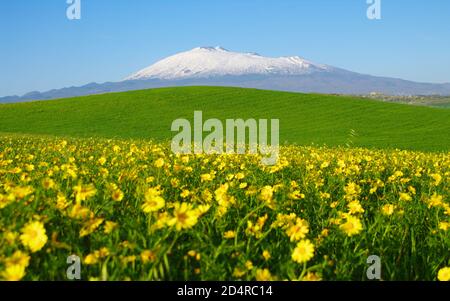 Fleurs jaunes floues, herbe verte de la Sicile au printemps autour de l'Etna Mont neige couverte Banque D'Images