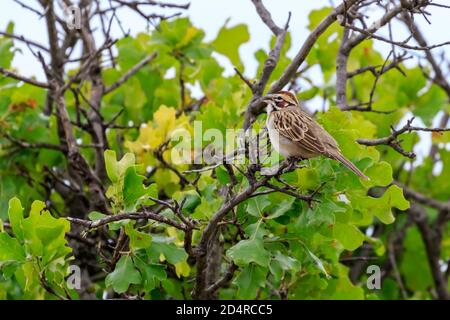 Bruant de Lark (Chondestes grammacus) dans les montagnes Wichita de l'Oklahoma Banque D'Images
