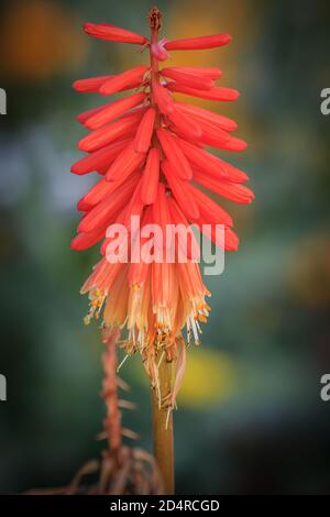 Usine de poker Red Hot (Kniphofia) au Mitch Park à Edmond, OK Banque D'Images