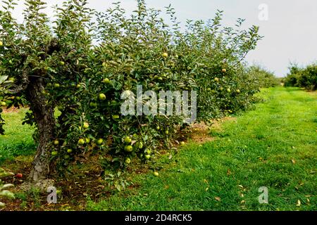 Pommes Mutsu vertes sur l'arbre en Ontario verger du Canada. Banque D'Images