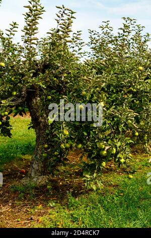 Pommes Mutsu vertes sur l'arbre en Ontario verger du Canada. Banque D'Images