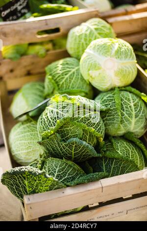 Chou (Brassica oleracea). Banque D'Images