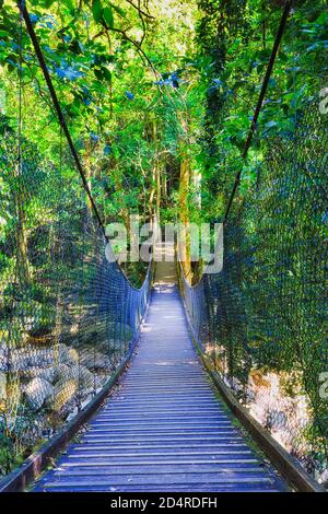 Pont suspendu dans le parc national de la forêt tropicale de Minnamourra - vue verticale luxuriante sur la rivière de la crique. Banque D'Images