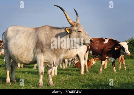 Bovins Podoliens, gros bovins gris à longues cornes (steppes grises ou podolac) Bos europeus primigenius, Zasavica, Serbie Banque D'Images