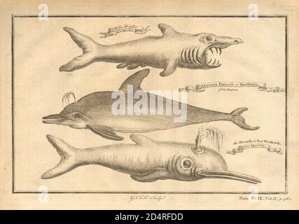 Poissons africains. Requin de basking. Dauphin. Seasipe 1745 ancienne image imprimée Banque D'Images