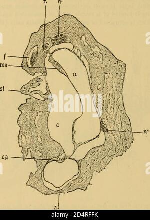 Un texte-livre des maladies de l'oreille et organes adjacents (1894) Banque D'Images