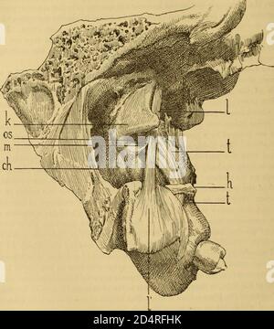 Un texte-livre des maladies de l'oreille et organes adjacents (1894) Banque D'Images