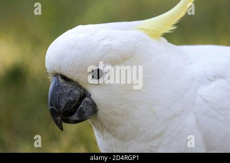 Gros plan du Cockatoo à teneur en soufre Banque D'Images