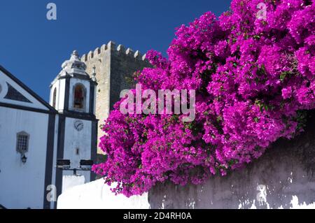 Bougainvilliers poussant sur un mur, Obidos, Portugal Banque D'Images