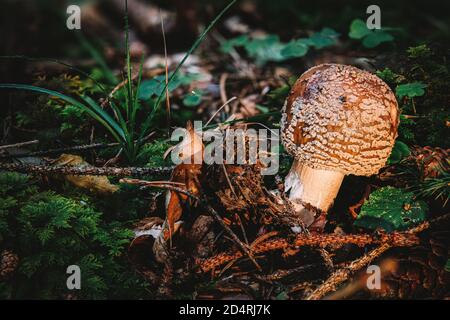 Le rousseur est le nom commun de plusieurs espèces étroitement apparentées du genre Amanita rubescens et novinupta. Banque D'Images