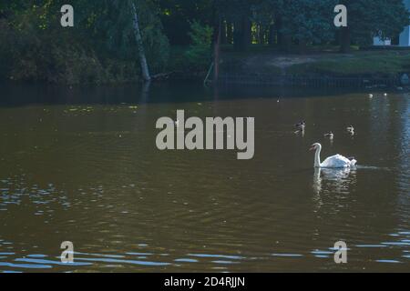 Un cygne blanc nage dans un lac. Banque D'Images