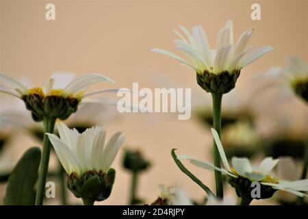 Leucanthemum - marguerite dans la vue latérale contre un lumineux arrière-plan Banque D'Images