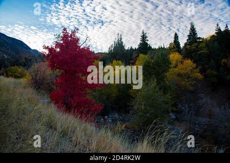 Érable rouge vif et belle, dorée qui s'écaille d'Aspen le long d'une route de campagne. Banque D'Images