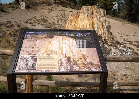 Teller County, Colorado - 16 septembre 2020 : panneau d'information sur le Big Stump, un arbre pétrifié dans le monument national des lits fossiles de Florissant Banque D'Images