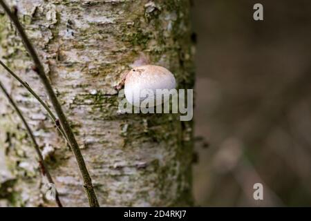 Fomitopsis betulina (anciennement Piptoporus betulinus), communément appelé polypore de bouleau, support de bouleau, ou strop de rasoir, est un champignon commun de support Banque D'Images