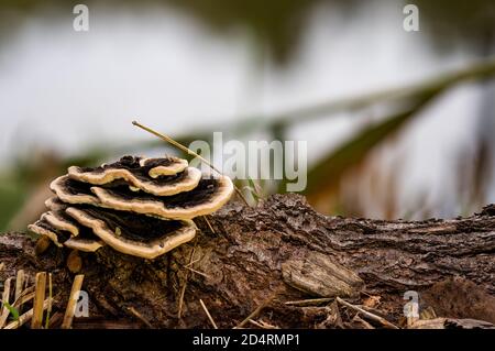Trametes versicolor, également connu sous le nom de Coriolus versicolor et Polyporus versicolor, est un champignon polypore communs trouvés dans le monde entier. Banque D'Images