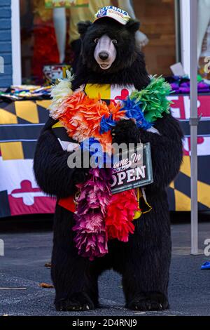 Ellicott City, MD, USA 10/07/2020: Une mascotte d'ours noir portant un foulard coloré et un chapeau de baseball est debout devant une petite entreprise Banque D'Images