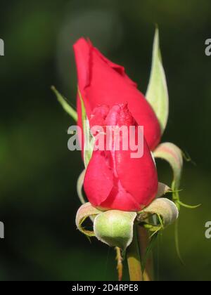 Gros plan de rosebuds roses-rouges sur une brousse Banque D'Images