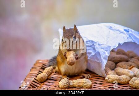 Adorable chipmunk grignote sur une coquille d'arachide comme il est assis à côté d'un sac d'écrous renversés Banque D'Images