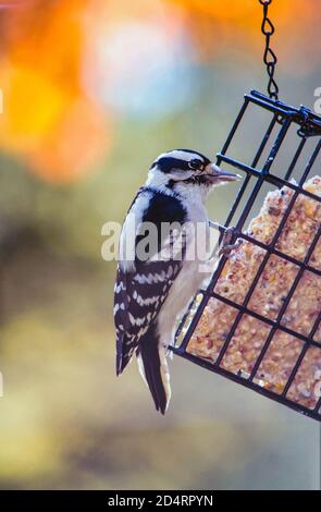 un joli pic de bois dégarni sur un mangeoire à oiseaux de cour arrière, pour manger un gâteau de suet et se détendre Banque D'Images