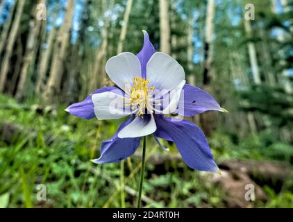 Blue Columbine, (Aquilegia caerulea), Colorado Trail, Colorado Banque D'Images