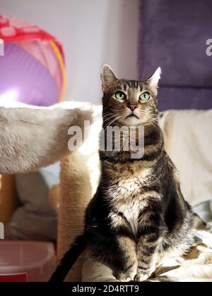 Mintie le tabby sur le lit Banque D'Images