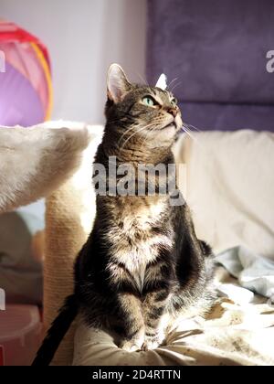 Mintie le tabby sur le lit Banque D'Images