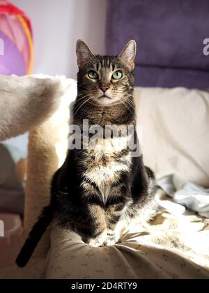 Mintie le tabby sur le lit Banque D'Images