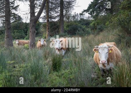 Farnane, Cork, Irlande. 10 octobre 2020. Le bétail se promènère à travers de longues herbes et des terres boisées près de la ville de Farnane, dans l'ouest de Cork, en Irlande. - crédit; David Creedon / Alamy Live News Banque D'Images