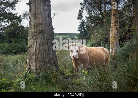 Farnane, Cork, Irlande. 10 octobre 2020. Une vache traverse de longues herbes et des terres boisées près de la ville de Farnane, dans l'ouest de Cork, en Irlande. - crédit; David Creedon / Alamy Live News Banque D'Images