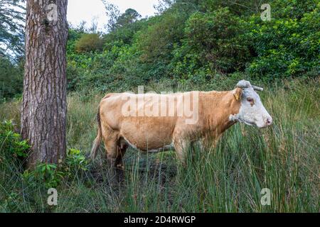 Farnane, Cork, Irlande. 10 octobre 2020. Une vache traverse de longues herbes et des terres boisées près de la ville de Farnane, dans l'ouest de Cork, en Irlande. - crédit; David Creedon / Alamy Live News Banque D'Images