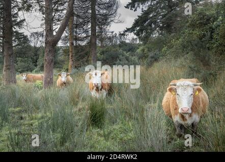 Farnane, Cork, Irlande. 10 octobre 2020. Le bétail se promènère à travers de longues herbes et des terres boisées près de la ville de Farnane, dans l'ouest de Cork, en Irlande. - crédit; David Creedon / Alamy Live News Banque D'Images