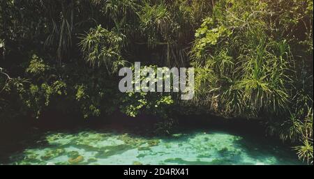 Gros plan les arbres tropiques feuilles au-dessus du lac émeraude avec des coraux de l'attraction Weekuri, Wild Sumba Island, Indonésie, Asie. Magnifique paysage d'eau salée en couleur jade avec plantes exotiques en zoom Banque D'Images