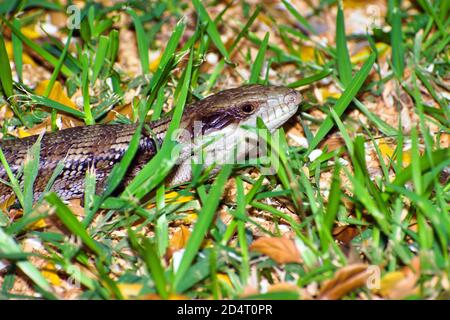 Lézard Langue Bleue Banque D'Images