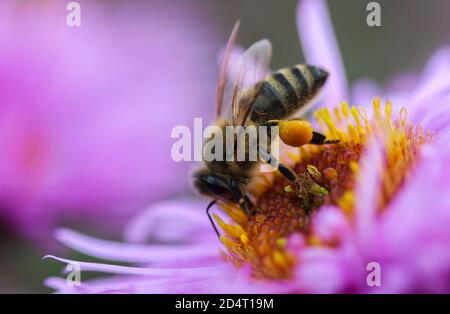 Une abeille sur une fleur recueille le pollen Banque D'Images