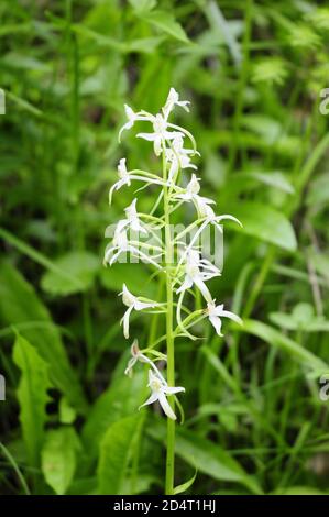 Helléborine à feuilles étroites (Cephalanthera longifolia) dans une forêt en autriche Banque D'Images