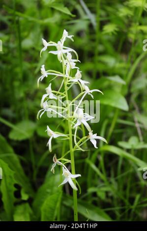 Helléborine à feuilles étroites (Cephalanthera longifolia) dans une forêt en autriche Banque D'Images