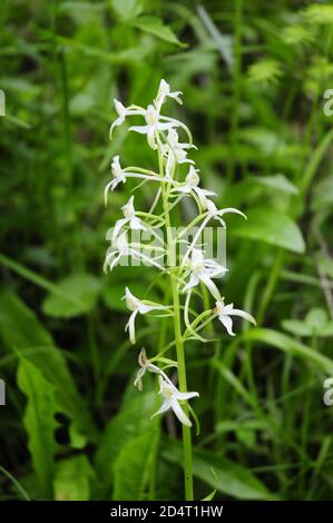 Helléborine à feuilles étroites (Cephalanthera longifolia) dans une forêt en autriche Banque D'Images