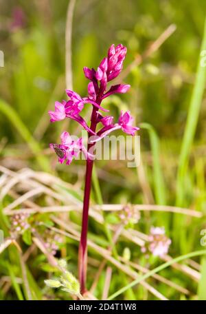 quatre orchidées tachetées (orchidées quadripunctata) dans un pré Banque D'Images