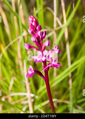 quatre orchidées tachetées (orchidées quadripunctata) dans un pré Banque D'Images