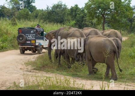 HABARANA, SRI LANKA - 07 FÉVRIER 2020 : des touristes en jeep filmant un petit troupeau d'éléphants sauvages dans un parc naturel Banque D'Images