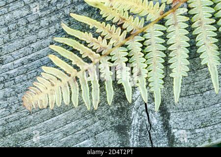 Bracken, Pteridium aquilinum, une fougère britannique indigène couramment trouvée dans les bois et la lande. Montrant la face inférieure délicate de ses façades Banque D'Images