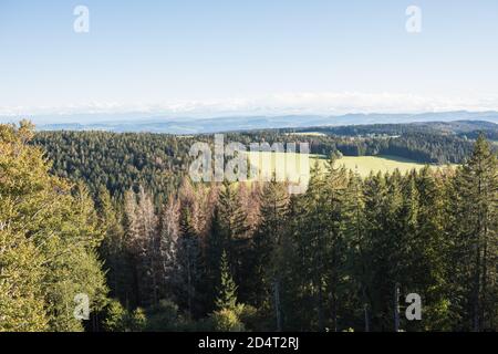 Vue du gugelturm dans la forêt noire du sud près de Herrischried, en allemagne dans le paysage. Banque D'Images